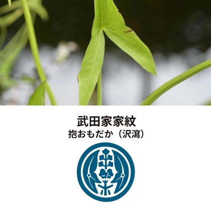 武田家・家紋の植物は？