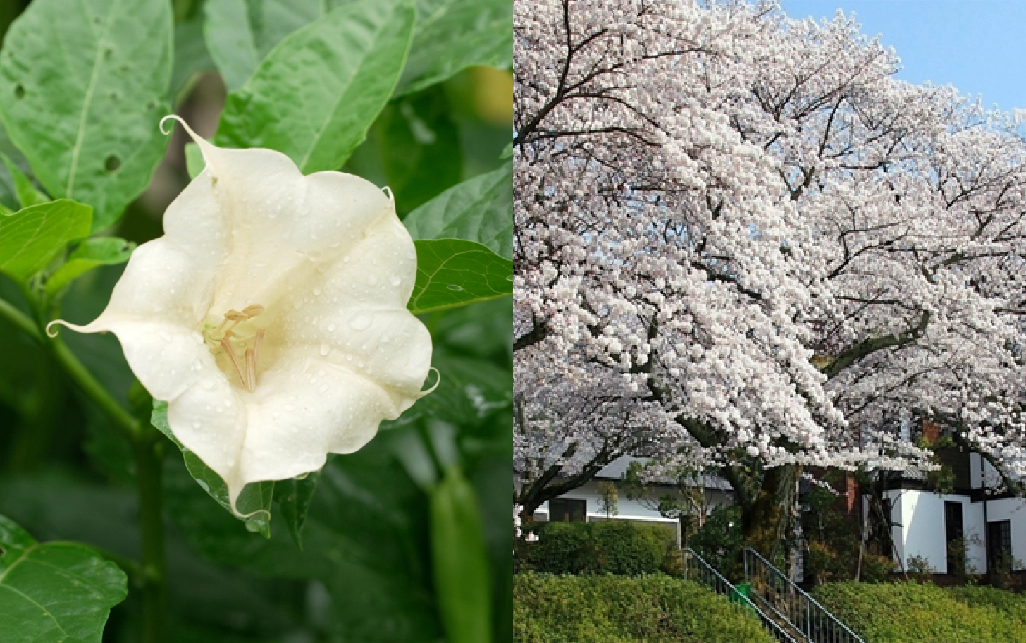 古今東西約3,000種の植物が織りなす、四季折々の表情