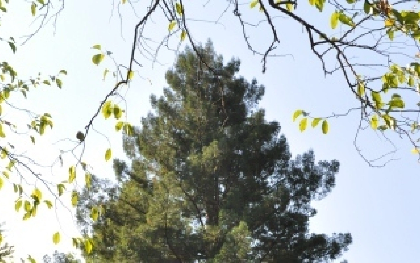 世界有数の巨木セコイアが京都薬用植物園に